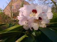 rhodo sutchuenense 2.JPG